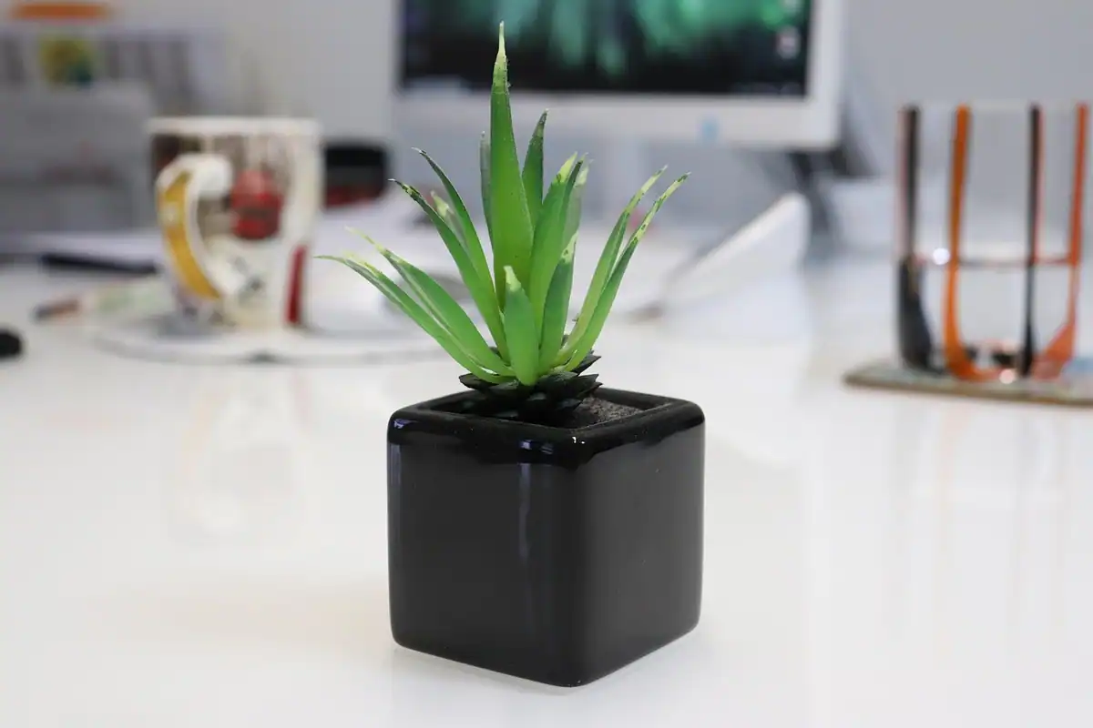 Plantă suculentă într-un ghiveci negru, pe un birou alb